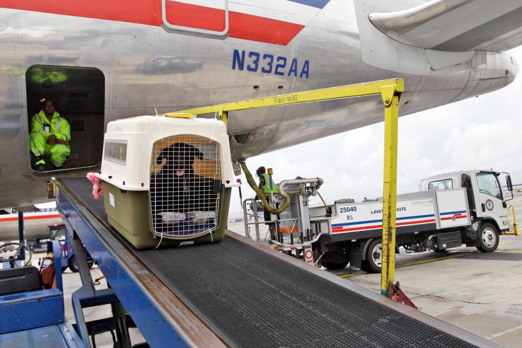 animal deaths on flights focus on cargo 